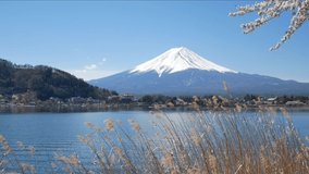 Natural landscape view of Fuji Volcanic Mountain with the lake Kawaguchi in foreground with sakura-cherry bloosom flower tree and grass flower and wind blowing-4K UHD video movie footage short