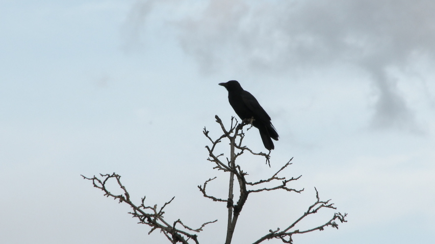 Crow клип. Вороны взлетают с дерева. Мертвая ворона на дереве. Клип с черными воронами. Ворон взлетел большой сосна.