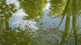 Video 4k resolution of reflections of trees in pond. Rainforest trees in nature reflected in water. Insect flowing in the water. 4k stock footage tropical forest. Ultra HD video of green nature.