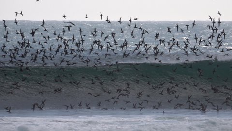 Gannets and other seabirds hunting on ocean among large waves on the coast of Chile 