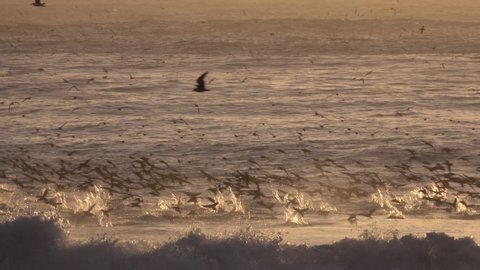 Gannets and other seabirds hunting sardines on ocean at sunset on the coast of Chile