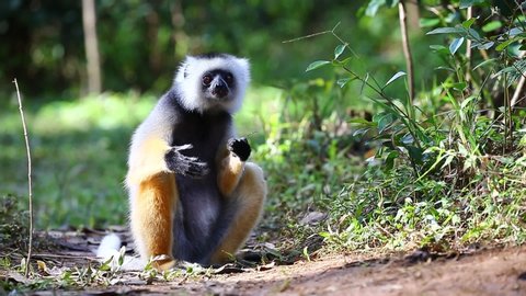 Diademed sifaka is sitting in a forest on the ground. Madagascar. Mantadia National Park. 