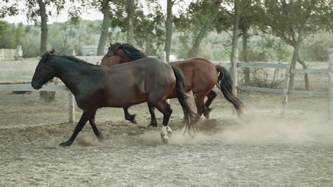 Beautiful young horses run in the corral on ranch. Galloping run in sunset or sunrise light. Animal, farm concept