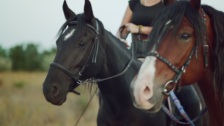 Close-up portrait of horses. two harnessed mares stand while their riders sit astride and communicate Farm animal, sport concept