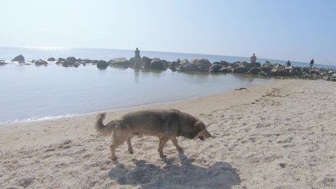 On the sandy beach there is a dog with a broken leg