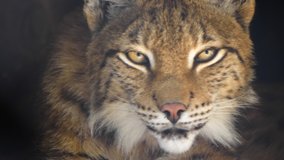 Lynx looks with predatory eyes from the shelter - Powered by Shutterstock - Get 15% off with code: PIKWIZARD15