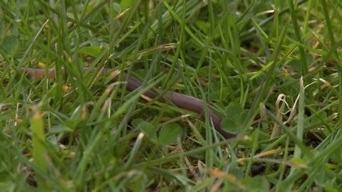 Close up of a brown earthworm slithering slowly through short green grass