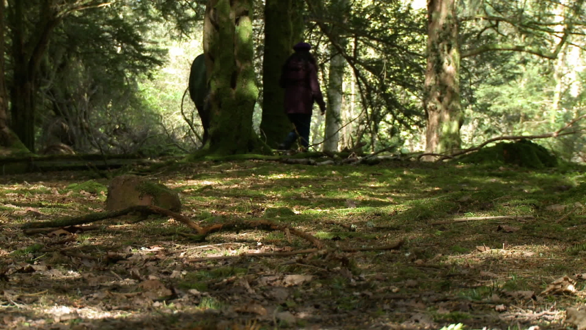 Wide shot from ground level of two people walking through woods