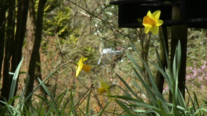 Two large yellow daffodil flowers in the sun near woods