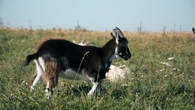 Black and white goat in the meadow against the blue sky hd stock footage