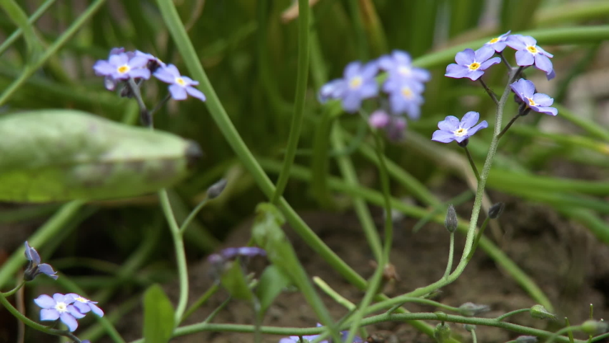 Steady, low angle, close up shot of blue myosotis alpestris flowers.