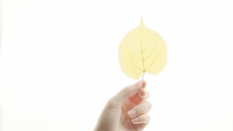 dry autumn leaves in the girl's hand on a light background