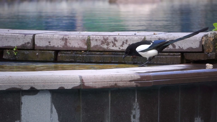 magpie (pica pica) is bathing in a park pool then scaring a pigeon (graded version, watch also for ungraded version)