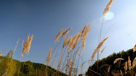 Tall Pampas Grasses Swaying Gently Stock Footage Video 100 Royalty Free 9391259 Shutterstock