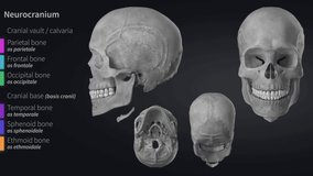 Skull - cranium - educational video with labels