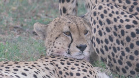 Cheetah lying in the ground under tree and resting after hunting in Maasai Mara