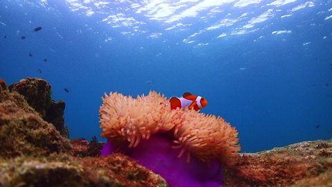 Stock video of clown fish in the anemone on the colorful healthy coral reef. Colorful scenery under the ocean in Sattahip, Thailand 