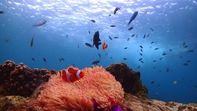 Stock video clown fish in the anemone on the colorful healthy coral reef. Colorful scenery under the ocean in Sattahip, Thailand 