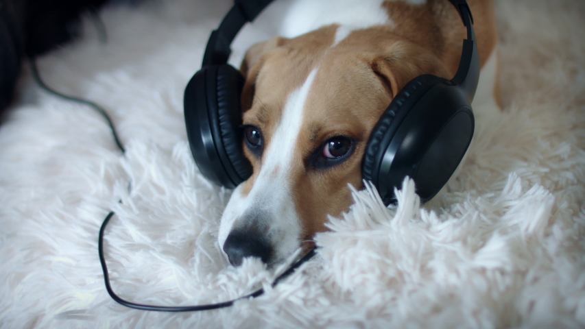 4k Pet Beagle Dog Posing on Couch with Headphones