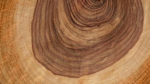 Wooden circle Stump slowly rotates close-up background. Saw cut wood spinning closeup background.