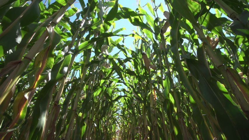 Corn Maize Agriculture Nature Field Royalty-Free Stock Footage #1037179334