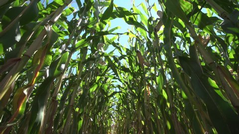 Corn Maize Agriculture Nature Field