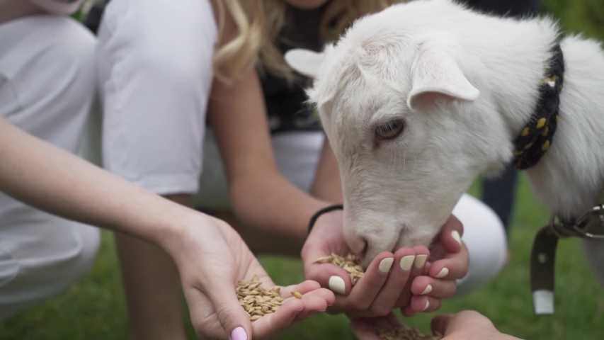 A goat in a corral on a farm among green grass.