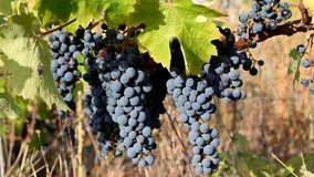 grapes for make wine in france vineyard  background - in september