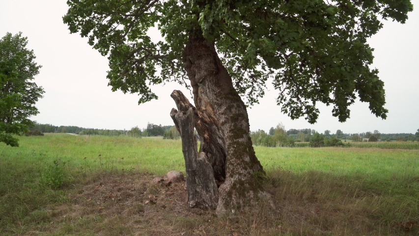Old maple on the edge of the field