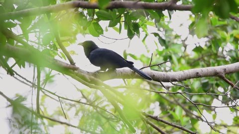 Bird (Asian koel, Eudynamys scolopaceus) male glossy bluish-black, with a pale greenish grey bill the iris is crimson, and it has grey legs and feet perched on a tree in a nature wild