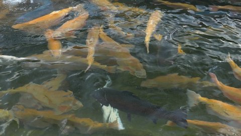 The concept of fish farming. close-up. a lot of gold, white and blue trout splashing in the water while feeding