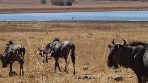 A herd of Blue Wildebeest approaching an earth dam during the afternoon in the South African bushveld.