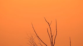 Silhouette bird sitting on branch in nature wild at sunset time - video HD
