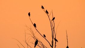 Silhouette bird sitting on branch in nature wild at sunset time - video HD
