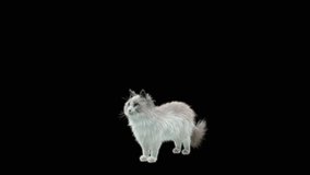 Cat CG fur 3d rendering animal realistic CGI VFX Animation Loop  composition 3d mapping cartoon, with Alpha Channel