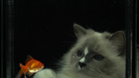 Kitten and goldfish. Cat with big blue eyes looking at the gold fish in the pool.Fuzzy ragdoll breed cat with cute face looking at red fish swim.