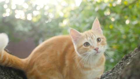 cute red cat hunting and playing on nature, funny animals, kitten is resting and observing garden on tree branch,view from below