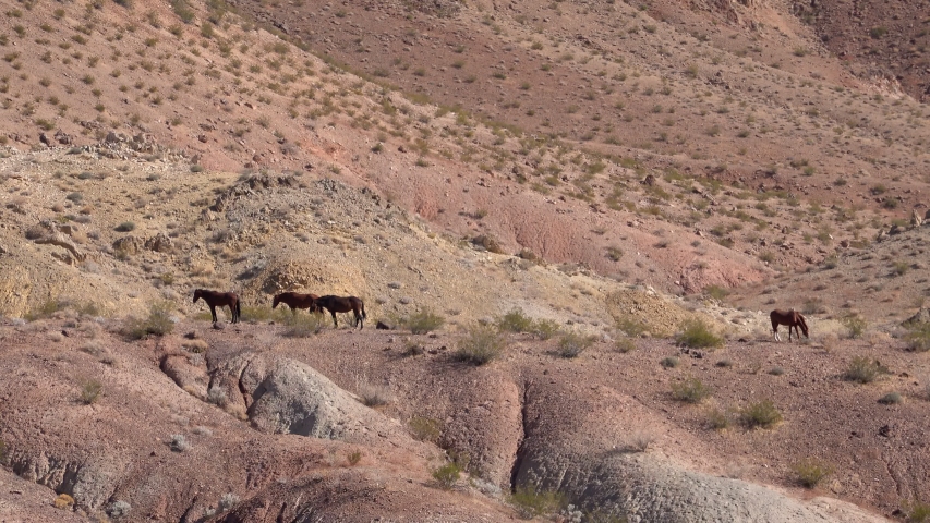 Wild horse standing around Lake Mead National Recreation Area at Nevada