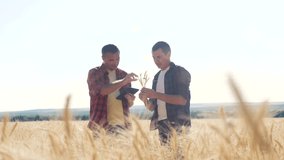teamwork smart farming. two farmers work in a wheat field. farmers explore are studying. man with digital tablet Wheat Field summer in the field wheat bread. slow motion lifestyle video. farmer Smart