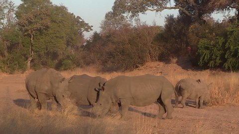 White rhinos engage in a territorial dispute in a riverbed in Africa.