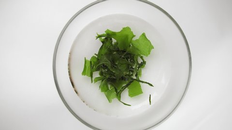 Dried wakame seaweed being into water and expanding. Timelapse