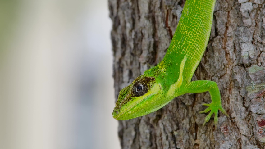 cuban knight anole lizard on tree: стоковое видео (без лицензионных платеже...