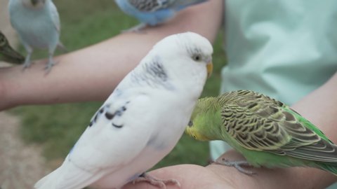 Different Budgerigar Parrots (Melopsittacus undulatus) eating seeds in lady hand, very close shot