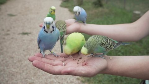 Many lovely Budgerigar Parrots (Melopsittacus undulatus) flying and eating seeds in lady hand, close up