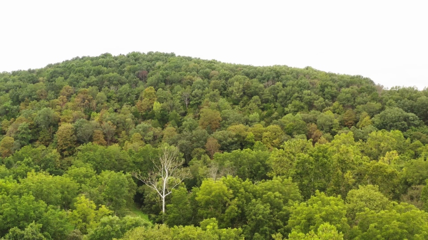 Ozark woodland in south central Missouri