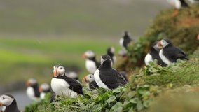 Group of Arctic Puffins, Latrabjarg cliff, Westfjords, Iceland. Nesting season. Shooting in HD 1080 video.