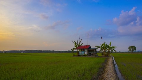 4K Timelapse of lonely farmer hut in the middle of paddy field. Pan Right effect