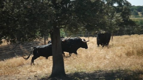 Angry bulls running in a field in Alentejo