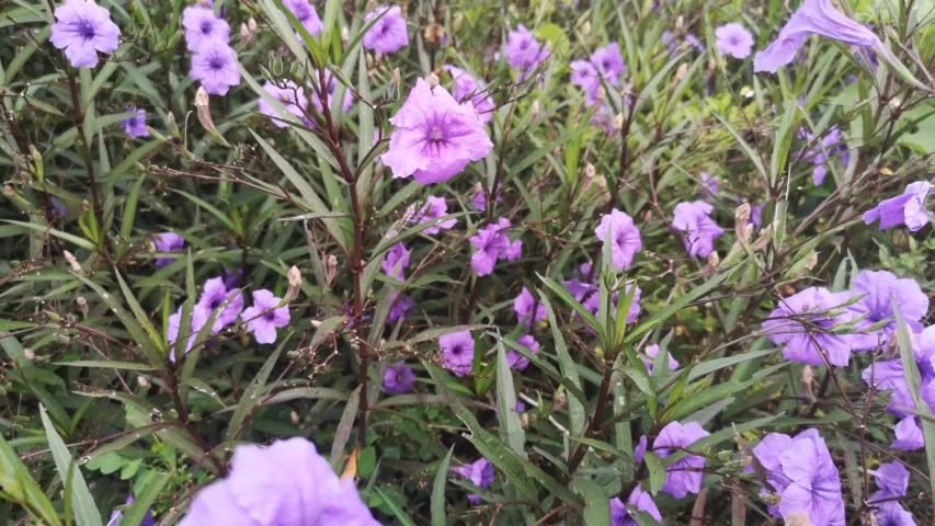 Beautiful purple flowers at outdoor