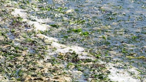 hd video of sea lettuce undulating in the current with sea foam. Sea foam is created by the agitation of seawater, particularly when it contains higher concentrations of dissolved organic matter.